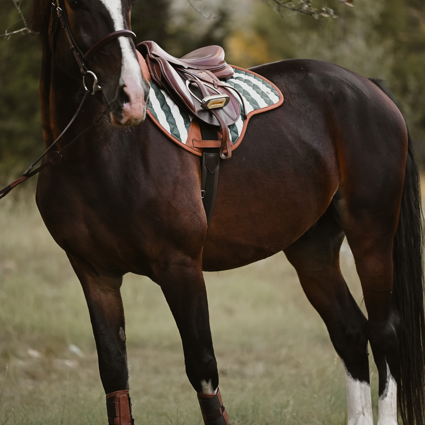 Sixteen Cypress Close Contact Saddle Pad on a bay horse