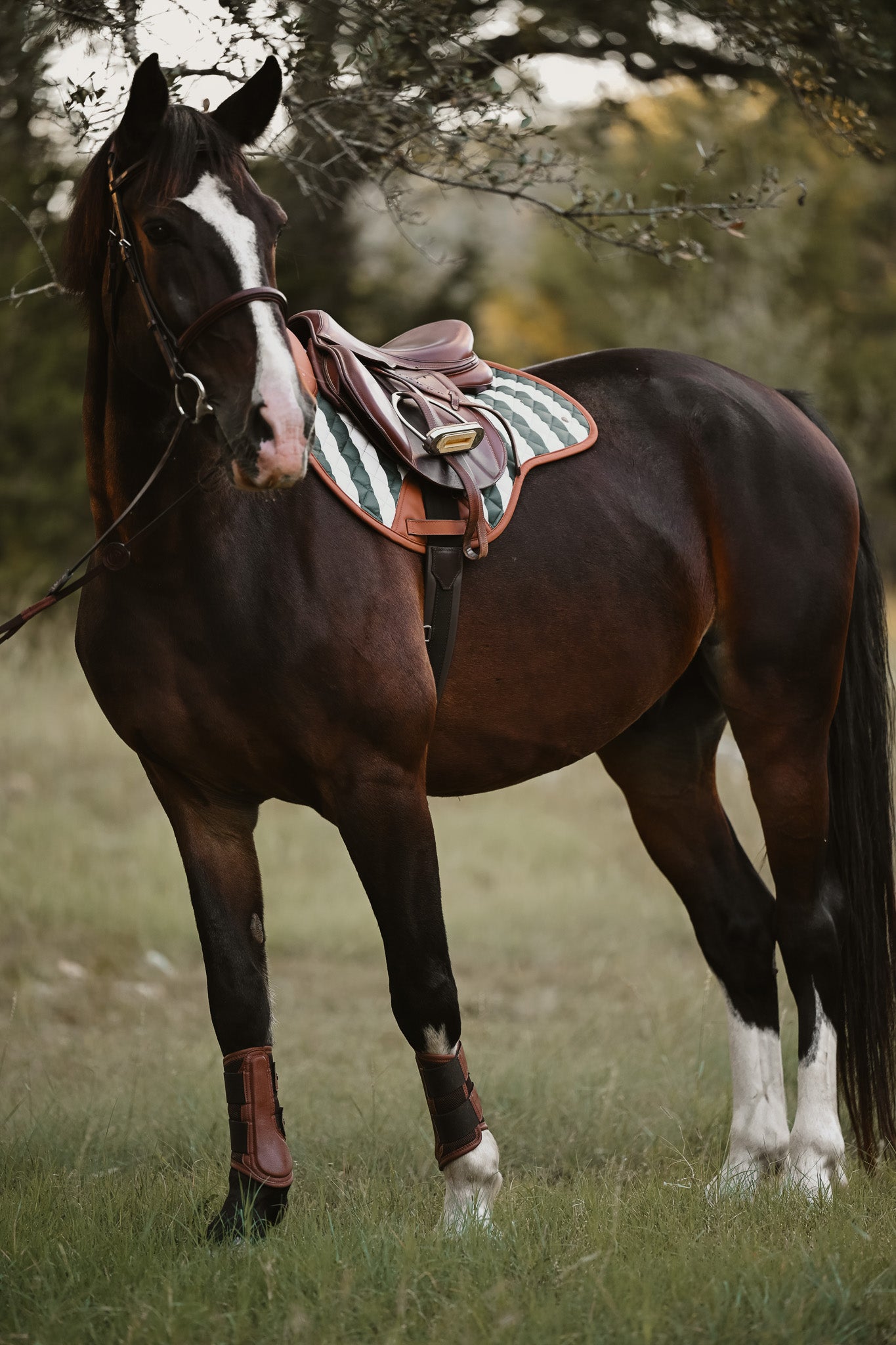 Sixteen Cypress Close Contact Saddle Pad on a bay horse