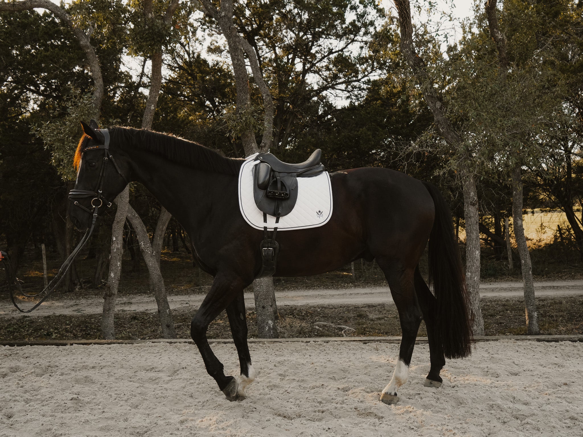 Horse with a saddle in an outdoor setting with trees