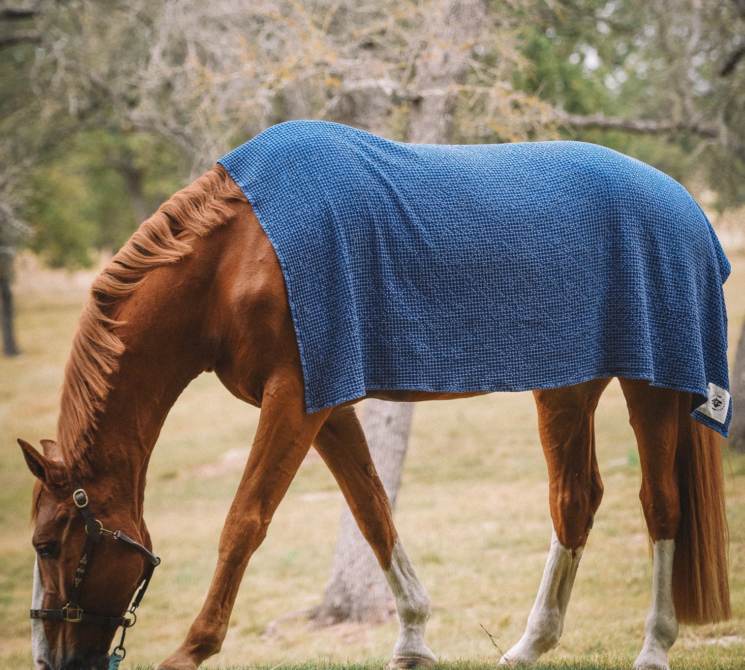 absorbent horse drying and cooling towel by sixteen cypress