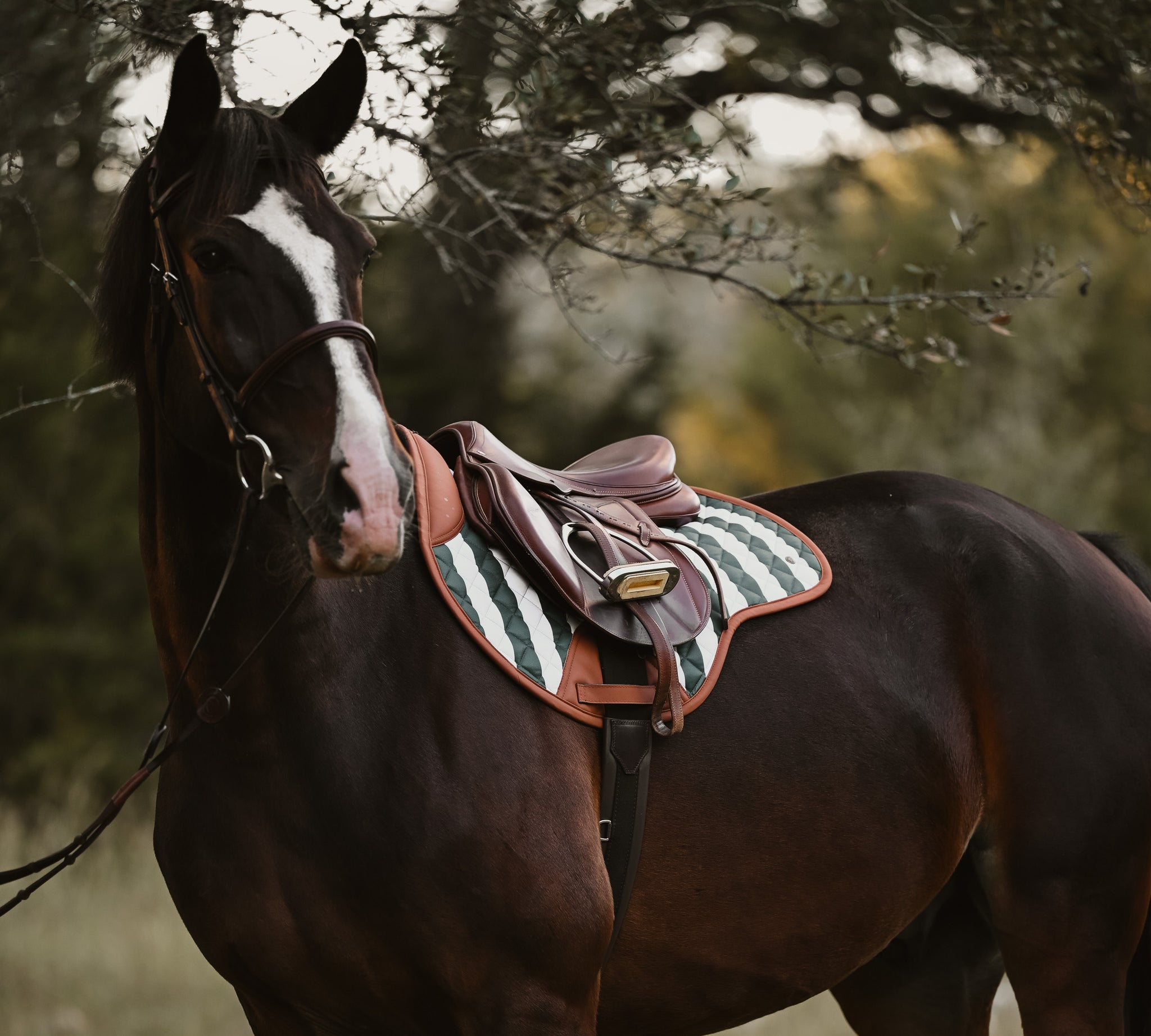 Horse with a striped saddle pad standing in a forest setting. Sixteen Cypress