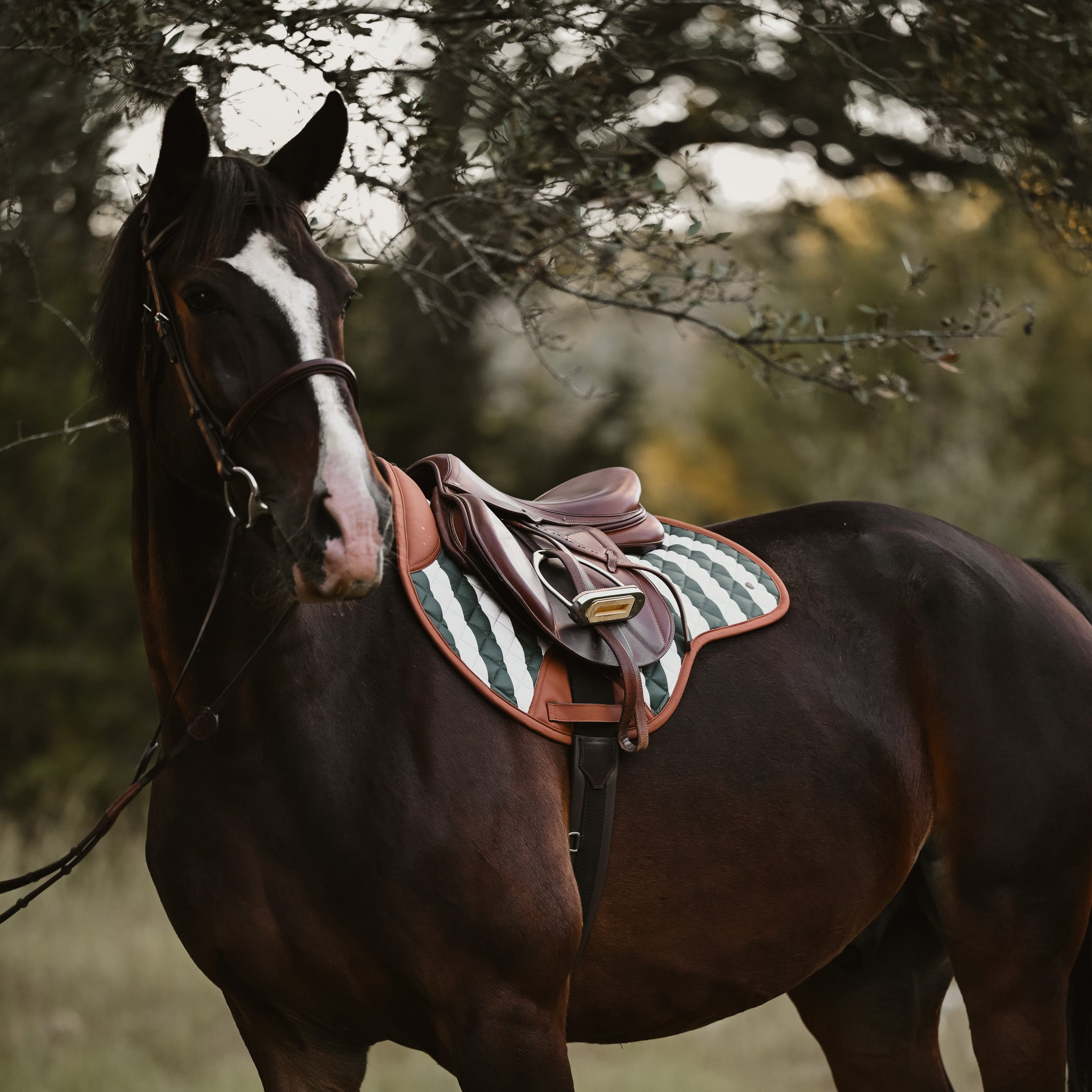 Horse with a striped saddle pad standing in a forest setting. Sixteen Cypress